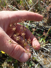 Anisotome filifolia