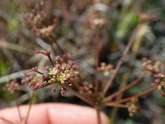 Anisotome filifolia