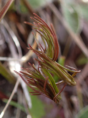 Anisotome filifolia
