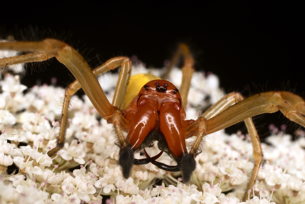 European Yellow Sac Spider