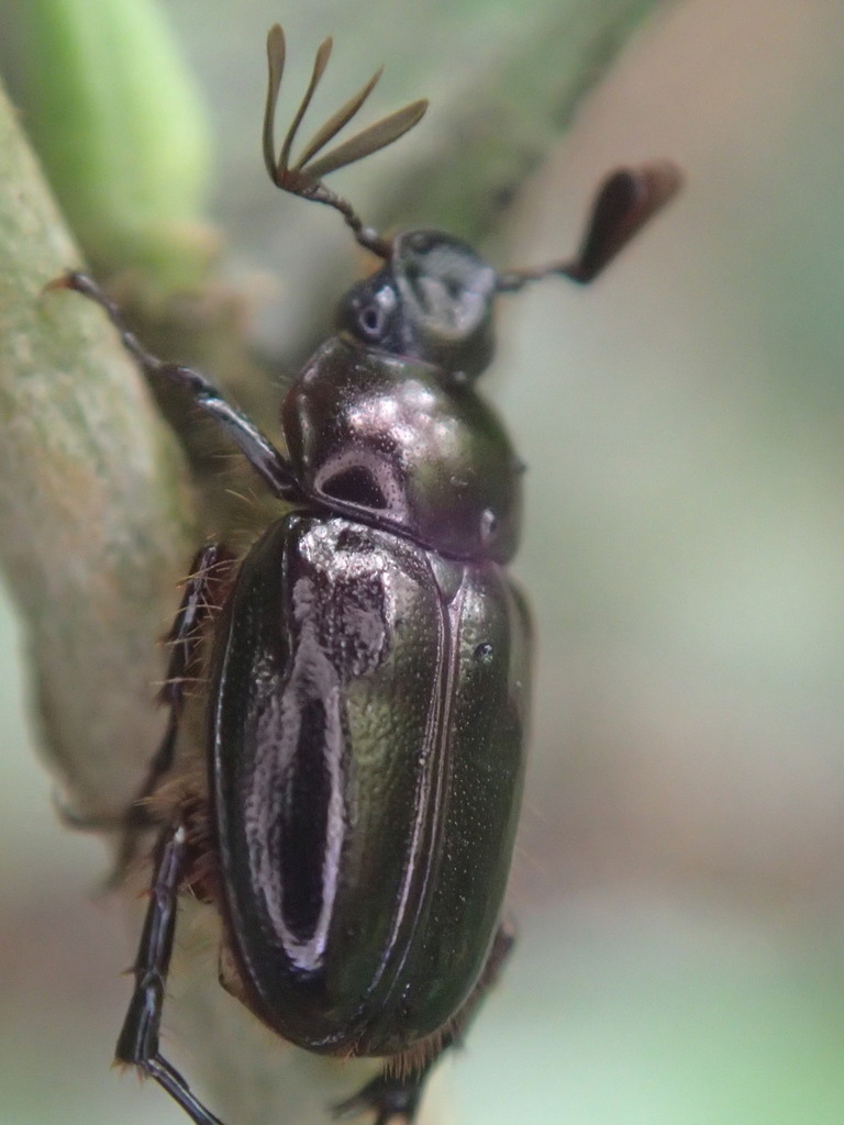 Perissosoma