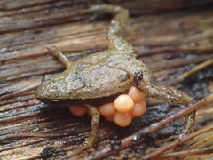 Sechellophryne gardineri