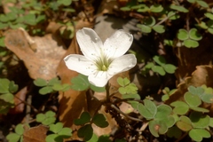 Oxalis magellanica