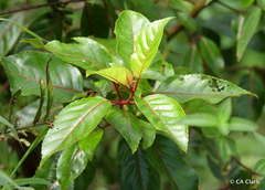 Perrottetia sandwicensis