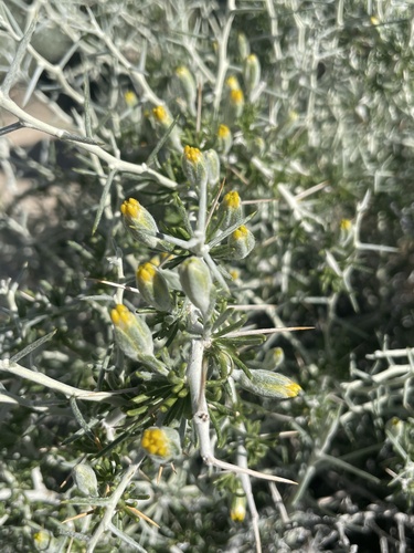 Tetradymia axillaris A.Nelson