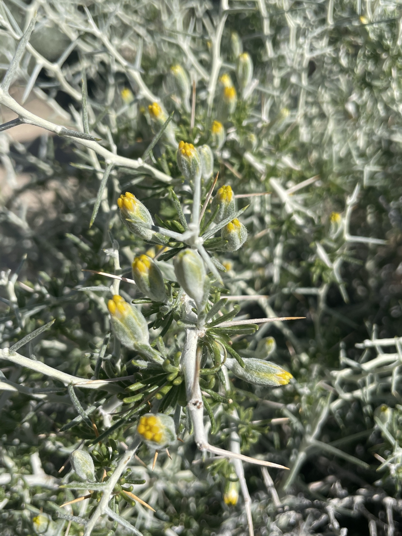 Tetradymia axillaris