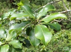 Ilex anomala