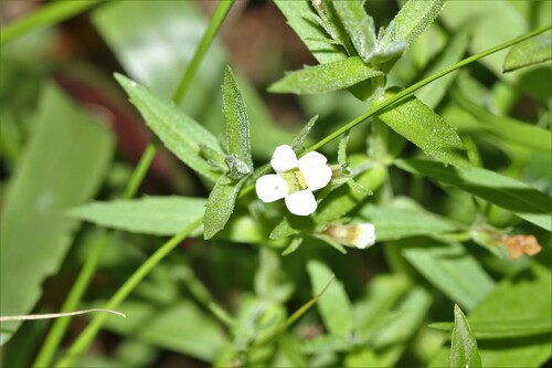 Sticky hedgehyssop (Gratiola brevifolia)