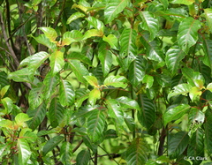 Perrottetia sandwicensis