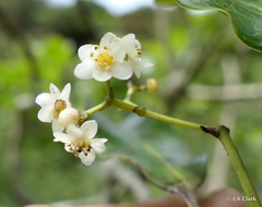 Ilex anomala