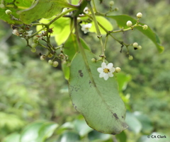 Ilex anomala
