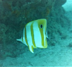Chelmon rostratus
