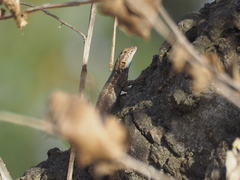 Sceloporus occidentalis biseriatus