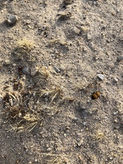 Dasymutilla arenivaga