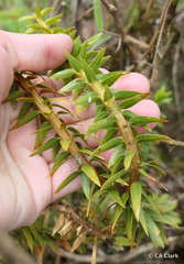 Phlegmariurus phyllanthus