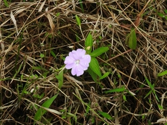 Impatiens platypetala