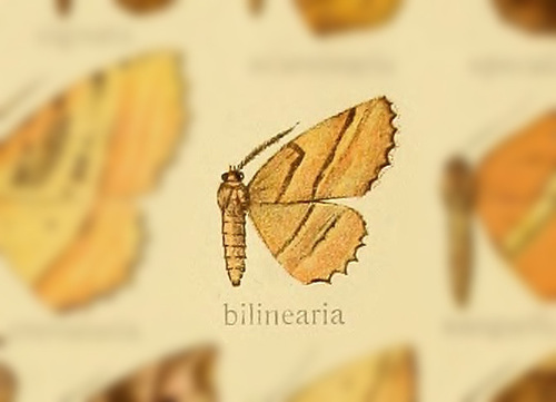 Apericallia bilinearia