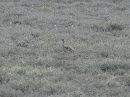 Karoo Korhaan (Heterotetrax vigorsii), photo 8
