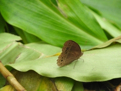 Mycalesis