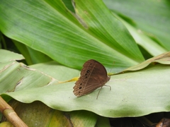 Mycalesis