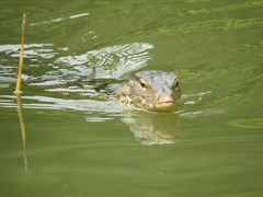 Varanus salvator