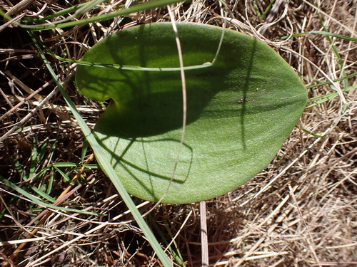 Image of Eriospermum capense by no rights reserved
