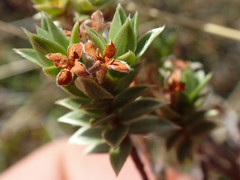 Pimelea concinna