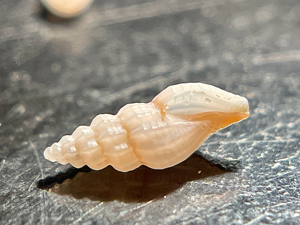 brown-tip mangelia