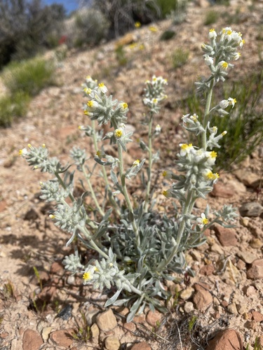 tawny cryptantha (Cryptantha fulvocanescens var. fulvocanescens)