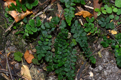 Adiantum diaphanum