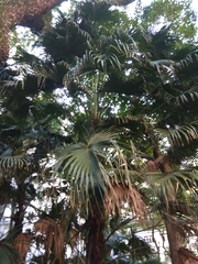 Arecaceae