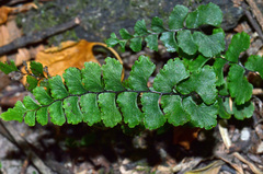 Adiantum diaphanum