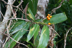 Alpinia flabellata