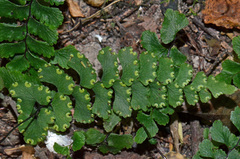 Adiantum diaphanum