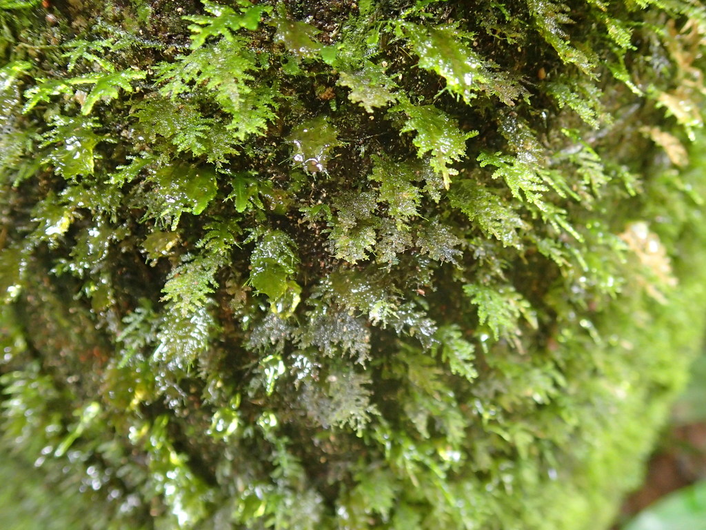Pinnatella