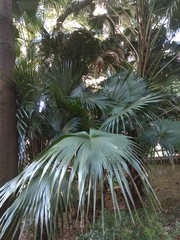 Arecaceae