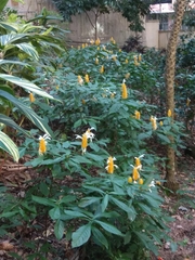 Pachystachys lutea
