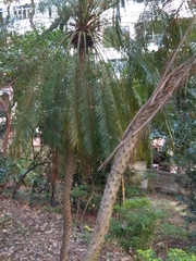Arecaceae