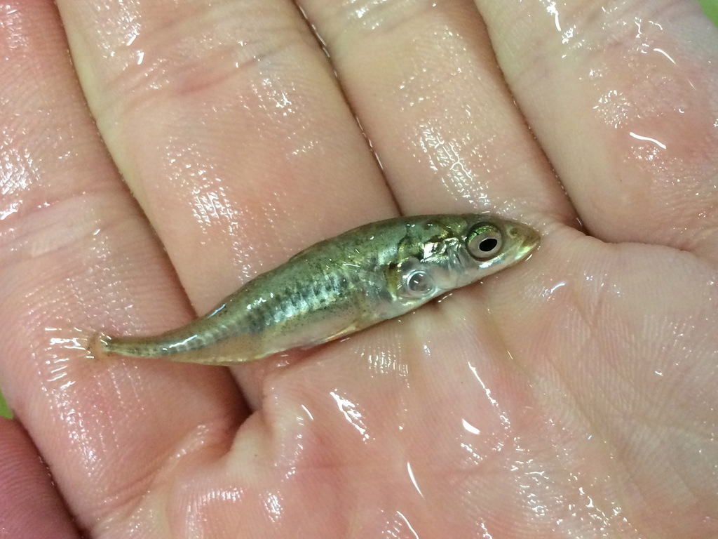 Iceland Stickleback