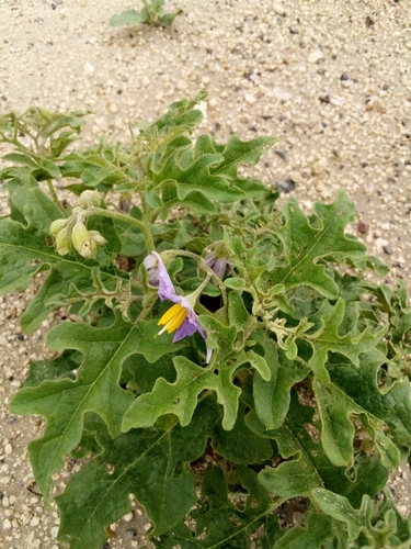 Solanum dimidiatum