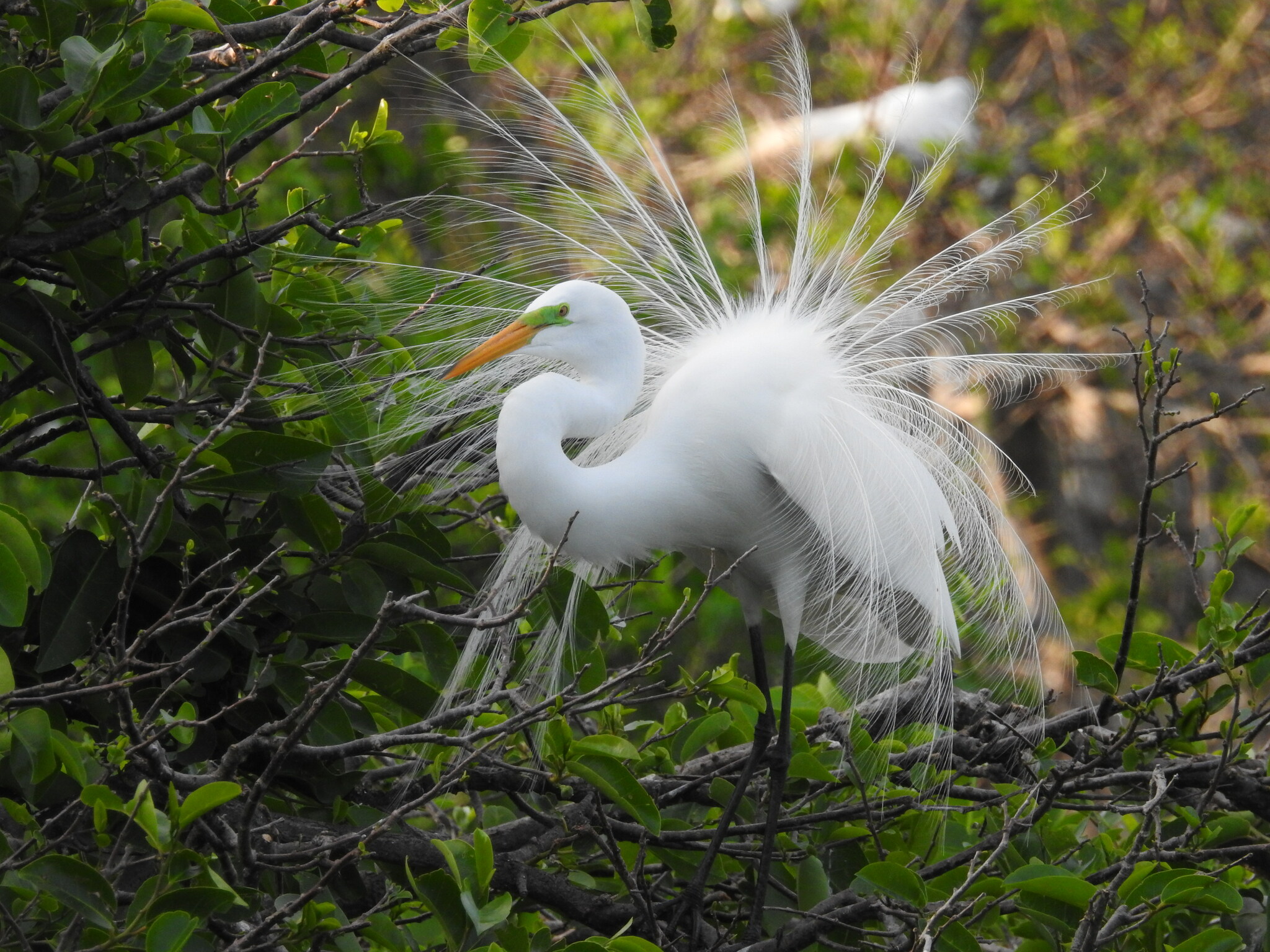大白鷺（美洲亞種） (Ardea alba egretta 亞種) · 愛自然-臺灣