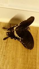 Papilio polytes cyrus