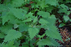 Urtica sykesii