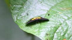 Riodininae