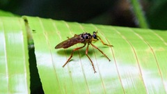 Smeryngolaphria numitor