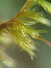 Sematophyllaceae
