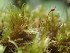 Sematophyllaceae