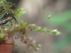Sematophyllaceae