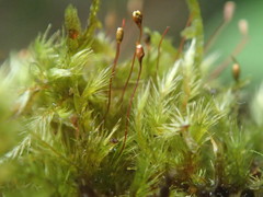 Sematophyllaceae