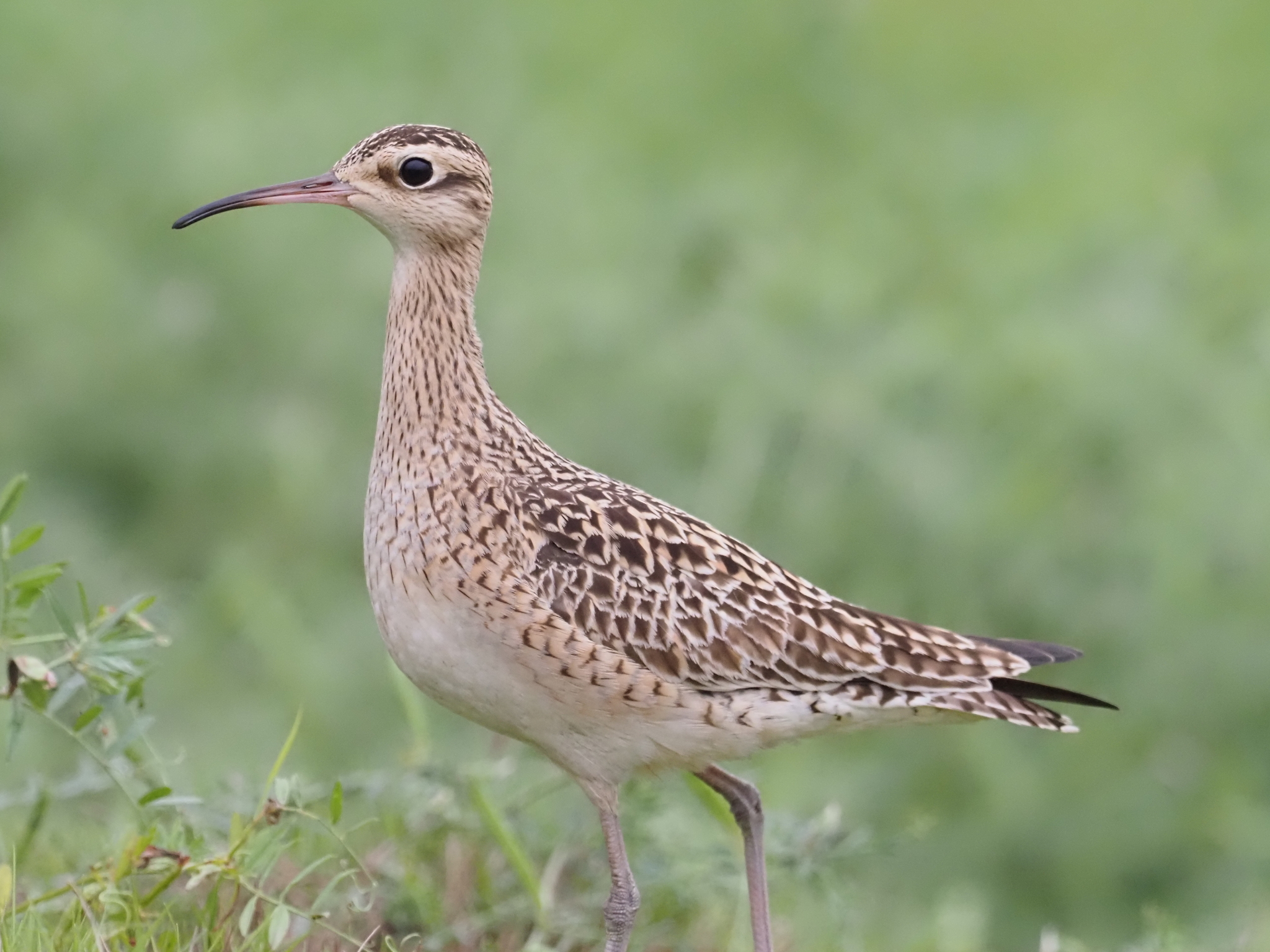 Little Whimbrel (Numenius minutus)